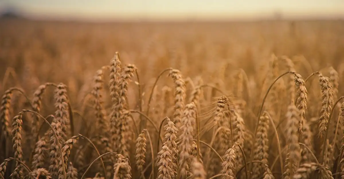 Bloem kopen voor het bakken van heerlijk brood