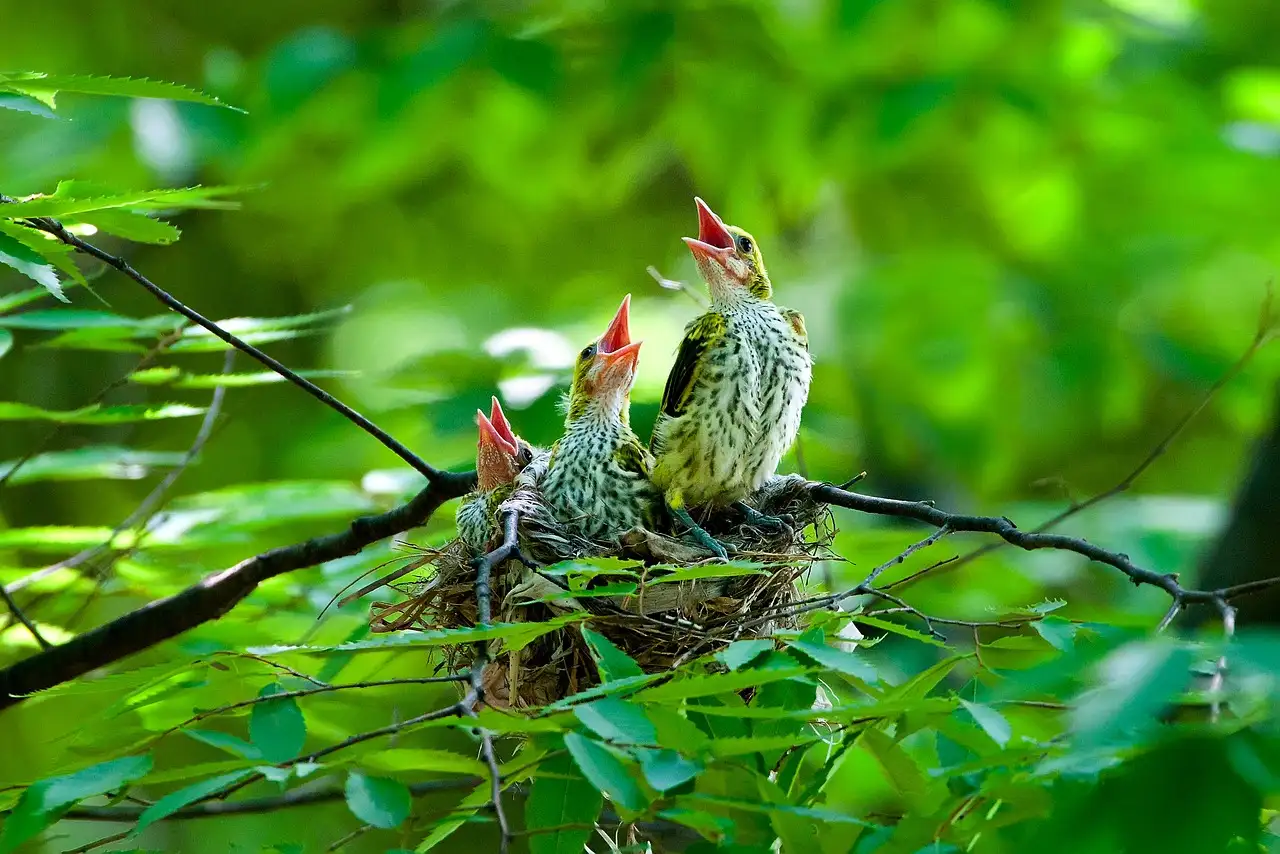 Brood en mensenhaar