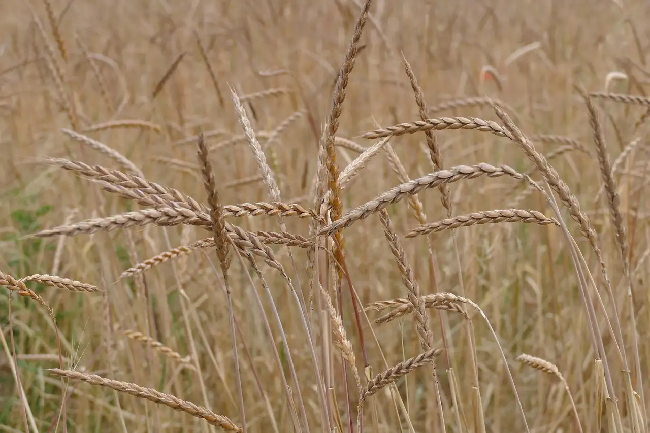 Spelt brood jumbo